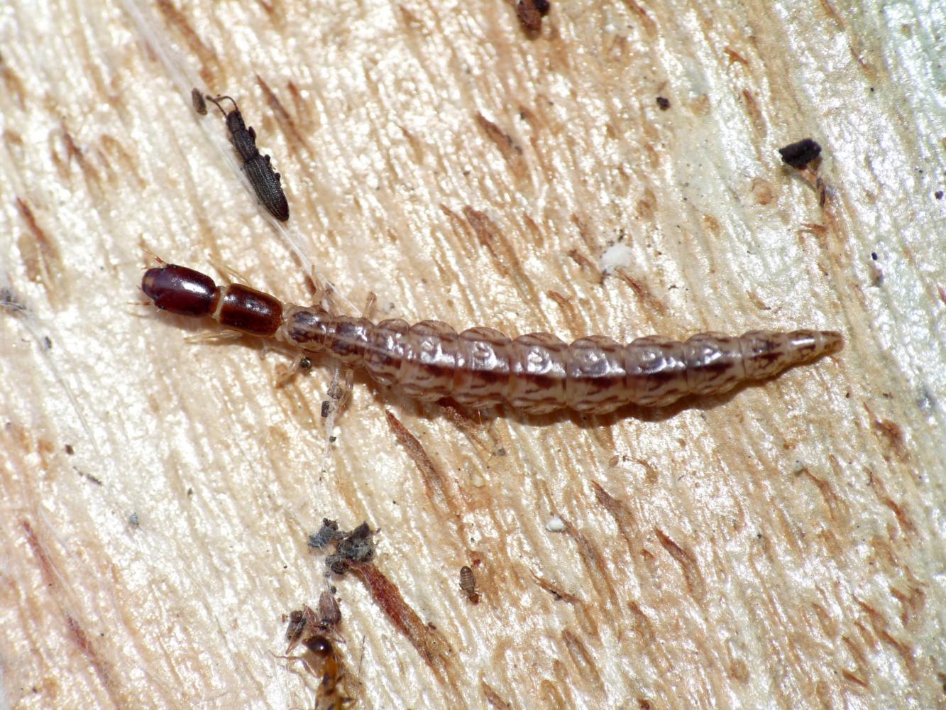 Rafidiottero mini (Raphiididae?)